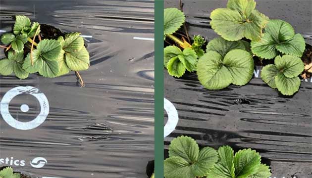 Strike™ is a Key Role in Optimizing Strawberry Production