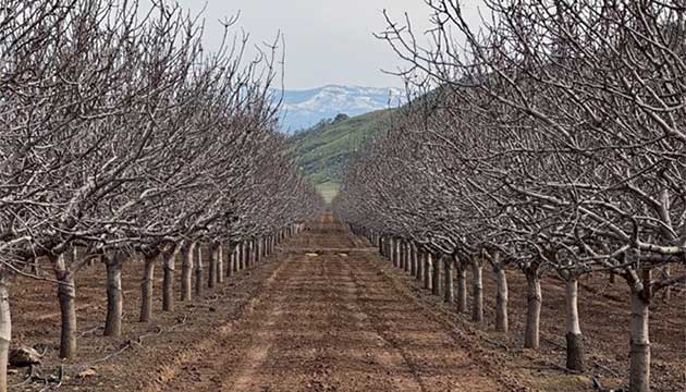 Pistachio Orchard Irrigation | Visalia, CA.