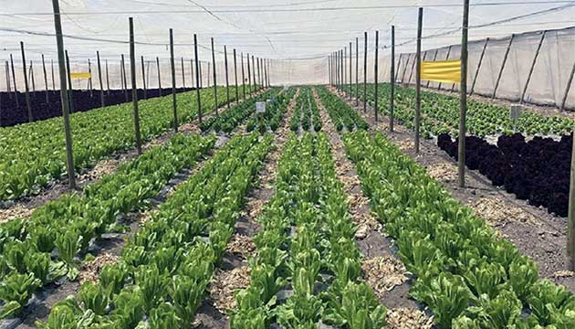 In Lettuce, Every Stage Matters