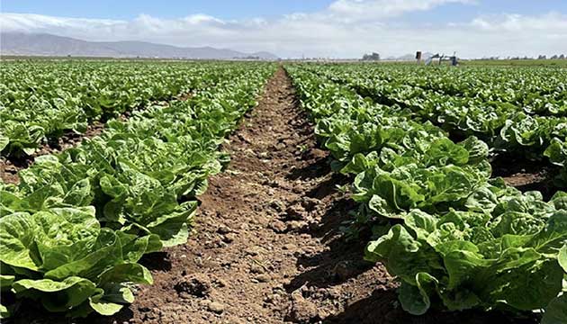 Fields that Show Balance and Good Management