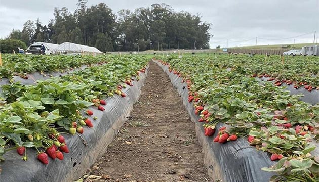Where Soil Work Becomes Harvest