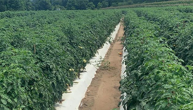 Soil health = Success of your Crops