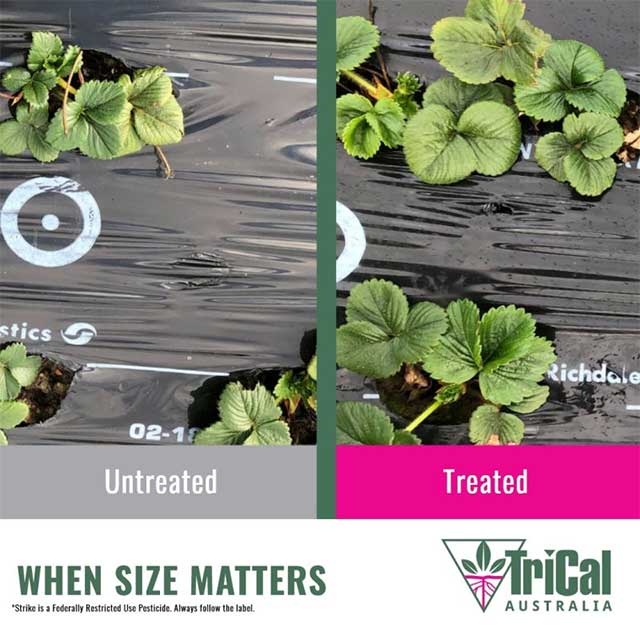 Strike™ is a Key Role in Optimizing Strawberry Production