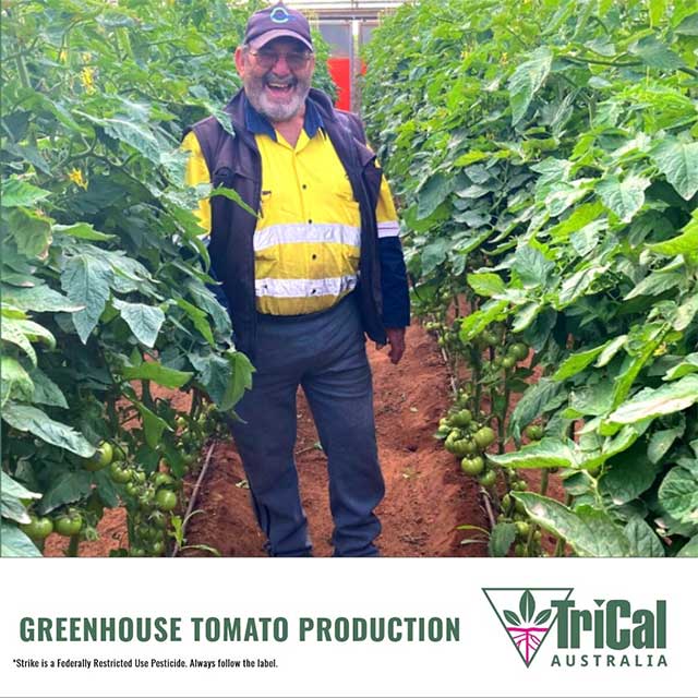 Greenhouse Tomato Grower Turns to Strike