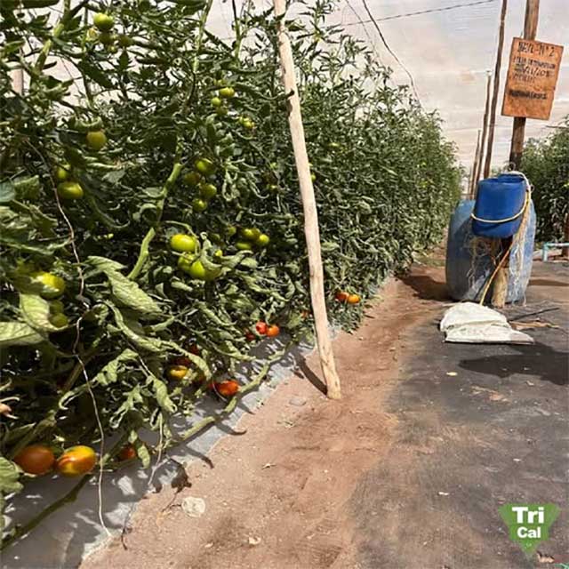 Crops Advance with Solid Foundations