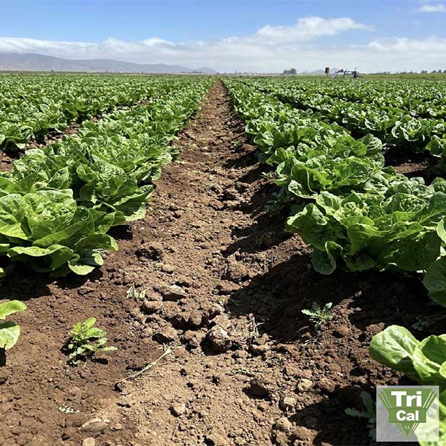 Fields that Show Balance and Good Management