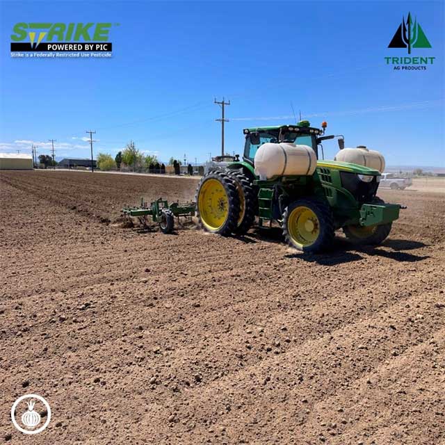 Soil Fumigation Helps Manage Risks for Onions