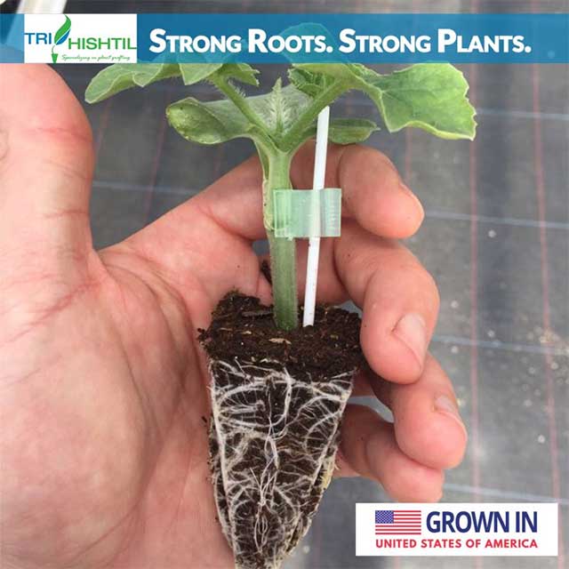 Tri-Hishtil provides Premium Grafted Watermelon Plants
