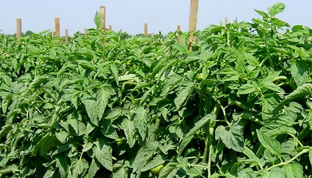 Tomatoes | Southeastern United States