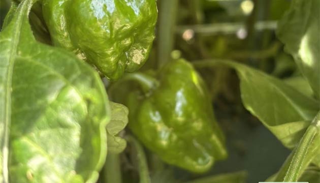 Habaneros | Triest Ag