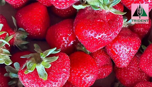 Clark's Berry Farm | Lynden, WA