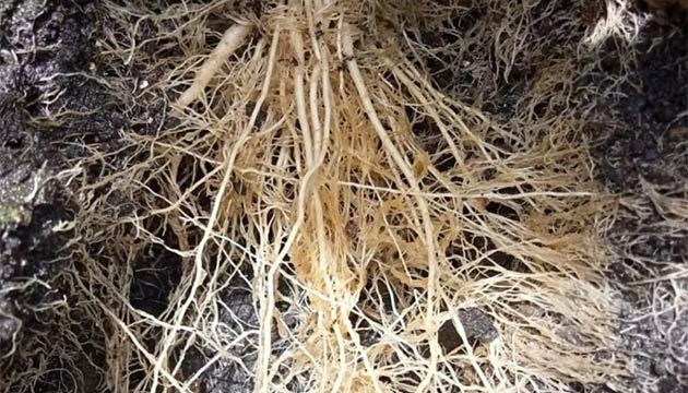 Root Development | Etzatlán, Chile