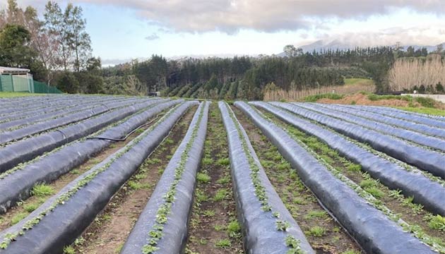 Strawberries | New Zealand