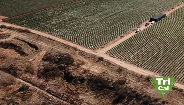 Lettuce | South America