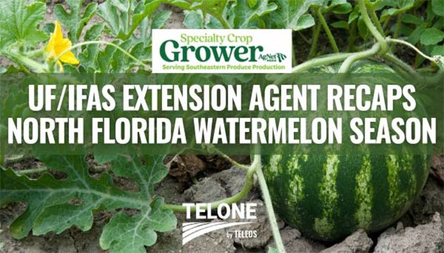 Watermelons | Florida