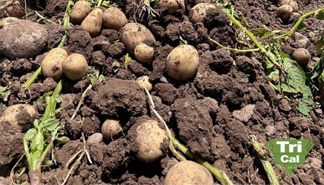 Potatoes | South America