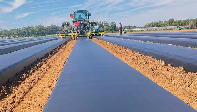 Strawberries | Triest Ag Group