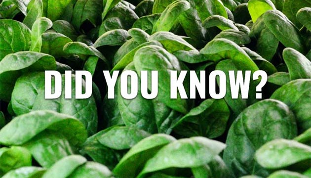 Spinach | Australia