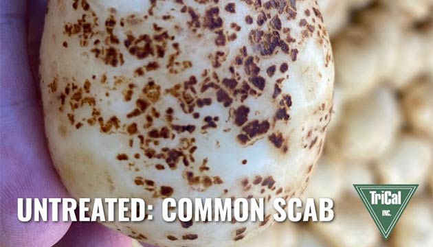 Untreated Common Scab in Potatoes