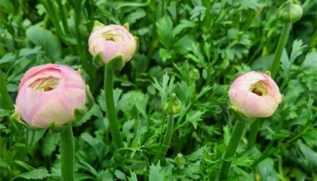Ornamental Flowers
