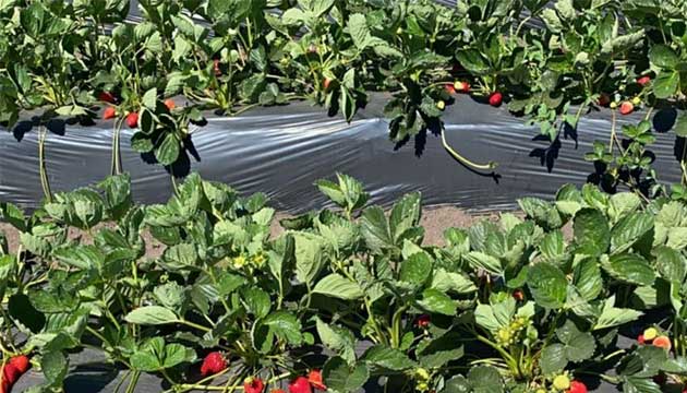 Strawberries | South America