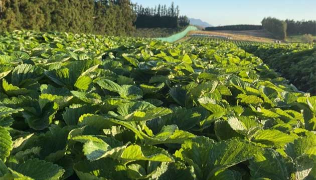 Strawberries | New Zealand