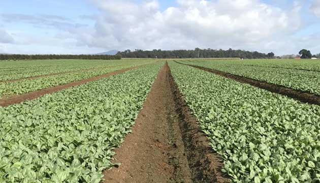 Spinach | New Zealand 