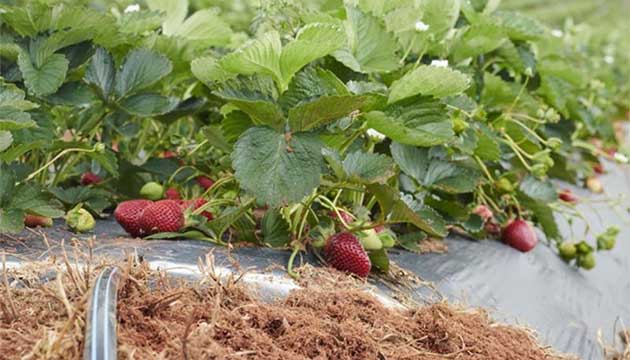Drip Irrigation | Strawberries