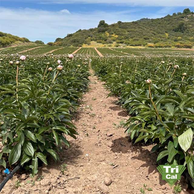  Peonies | South America