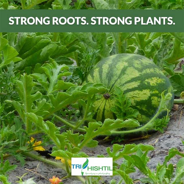 Strong Roots | Strong Watermellons