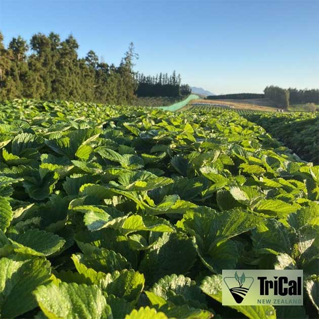 Strawberries | New Zealand