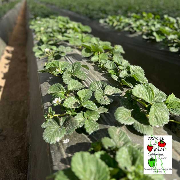 Strawberries | Baja California