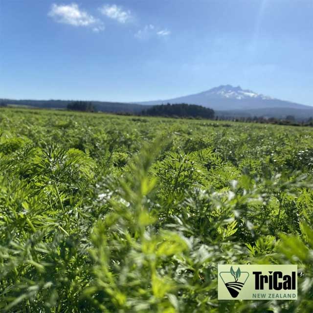 Carrots | New Zealand