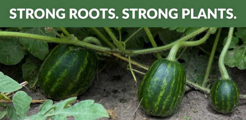 Grafted Watermelons | Healthy Soil | Water Management