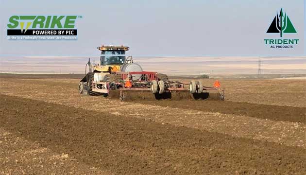 Red Onions | Patterson, Washington