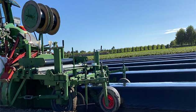 Strawberries | New Zealand