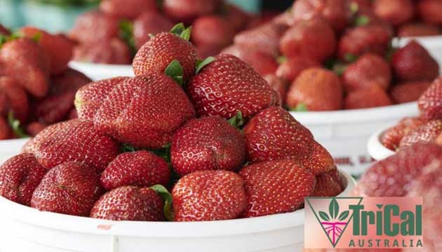 Australia Produces Approximately 77,751 Tonnes of Strawberries