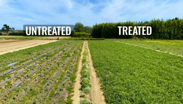 Pic-Plus vs. Fusarium | New Zealand