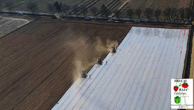 Strawberry | Puebla, Mexico