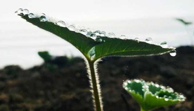 Strawberries | Baja California, Mexico