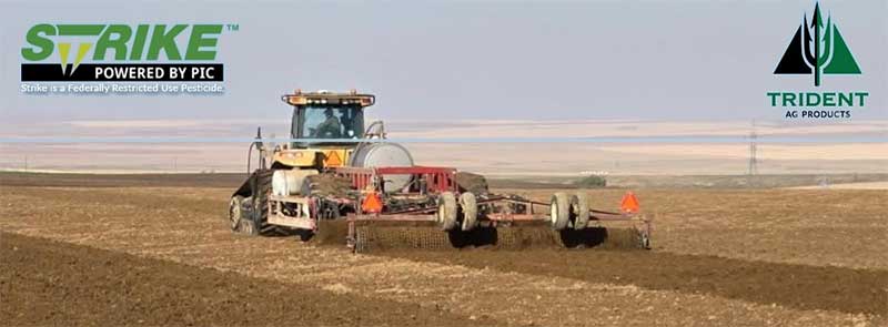 Red Onions | Patterson, Washington