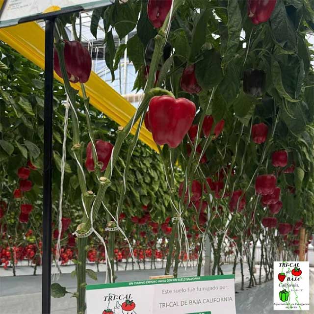 Red Bell Pepper | Baja California