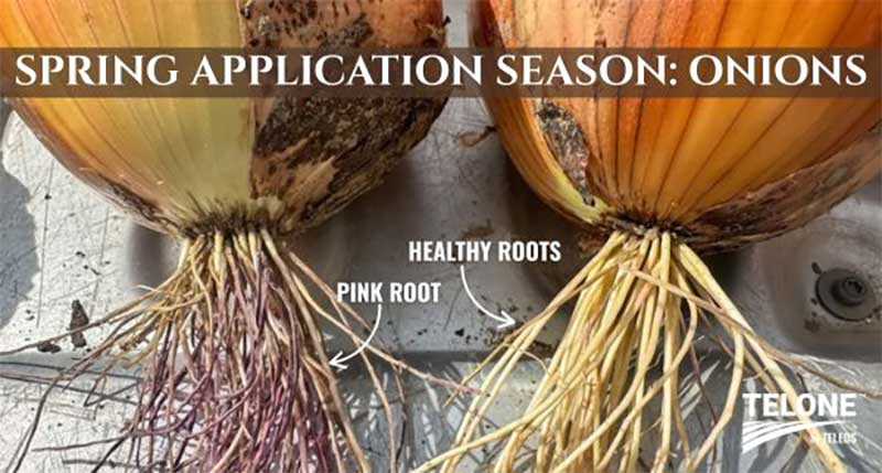 Onions | Pacific Northwest