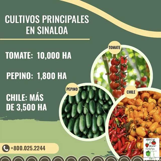 Sinaloa is One of Mexico's Main Agricultural Engines