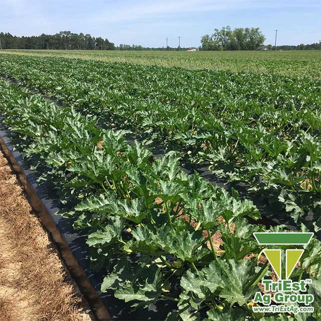 Enhance your Plants' Growth | Focus on Soil Health