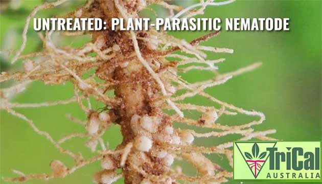 What are Plant-Parasitic Nematodes