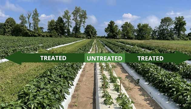 Healthy fields start below the surface