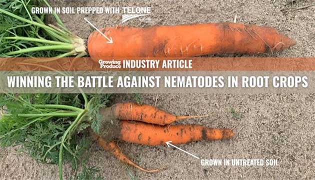 Winning the Battle Against Nematodes in Root Crops