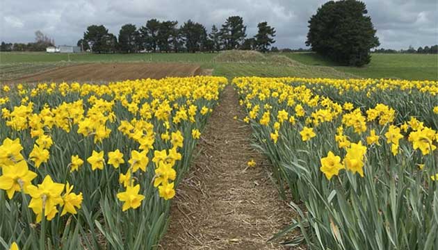 Vibrant Flowers | New Zealand