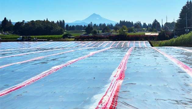 Ornamental Nurseries | Boring, Oregon